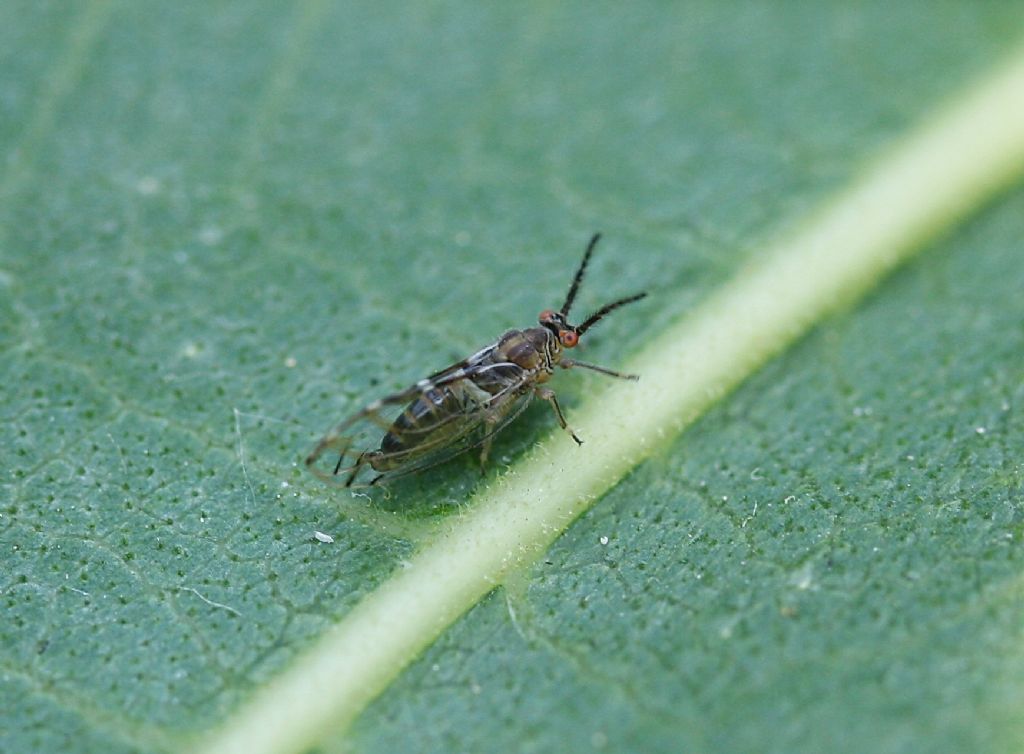 Homotoma ficus psilla del fico Piemonte.